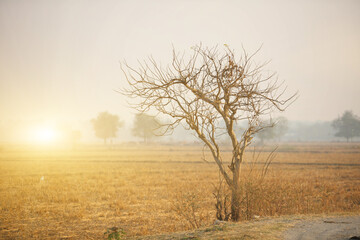 The trees that have dried up died from lack of water.
