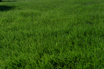 Lawn.  background material　芝生。背景素材
