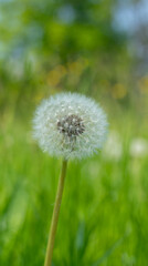 Close up of white fluffy dandelion seeds on a meadow against green natural background