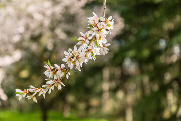 almond blossom in a park in Madrid