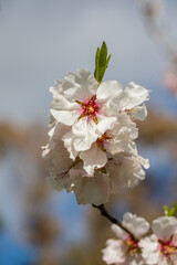 almond blossom in a park in Madrid