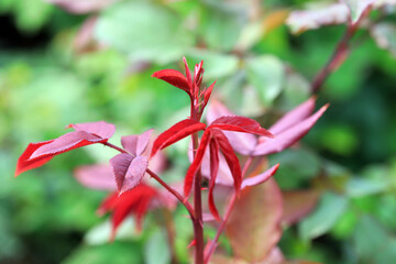 Luxuriant rose plants in the garden, North China