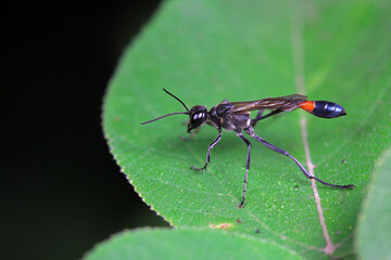 Bee insects on wild plants, North China