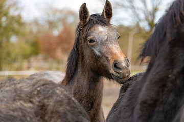 Fototapeta premium Horses heads in a herd of stallions. They look curiously into the camera, Black and gray colors. Horses are dirty from mud and grass