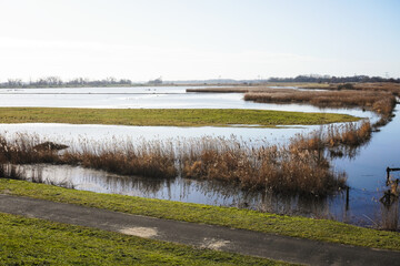 A wide nordic landscape with grass, water, reed on a sunny day with blue sky. Nature reserve.