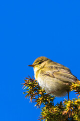 Close up at a Willow warbler on a juniper tree against a blue sky