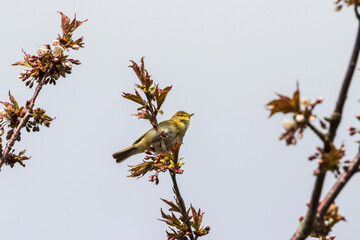 Willow warbler in a treetop in spring
