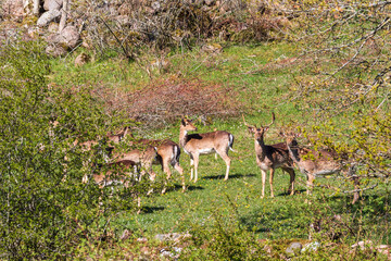 Naklejka na ściany i meble Herd with Fallow deers on a sunny meadow at spring