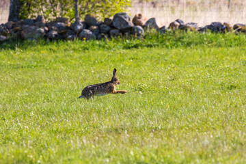 Jumping Hare on a grass meadow