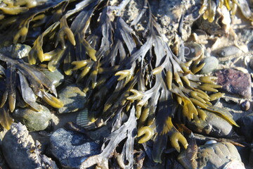 plants on the beach