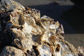 shells in the sand
