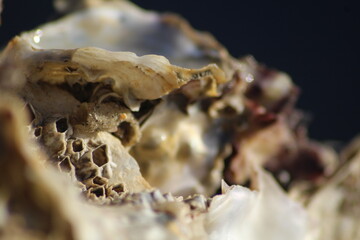 oyster on the beach