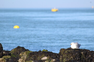 seagull on the rocks