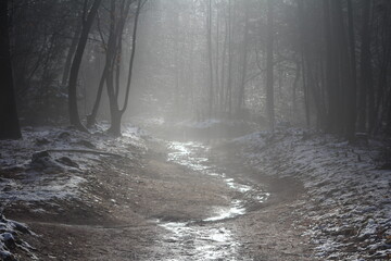 fog in the forest