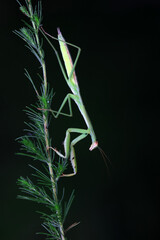 Mantis inhabits wild plants in North China