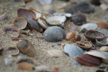 shell on the beach