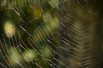 蜘蛛の巣