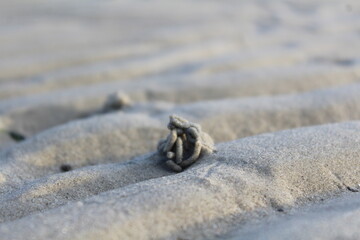 crab on the beach