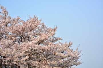 快晴の青空と満開の桜