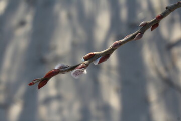 buds of a branch