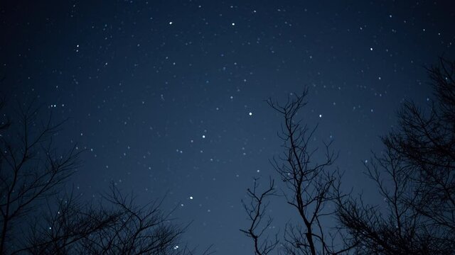 枯れ木と北斗七星（タイムラプス映像）