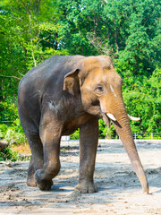 Fototapeta na wymiar Young Asian elephant bull is walking in a foresty enclosure
