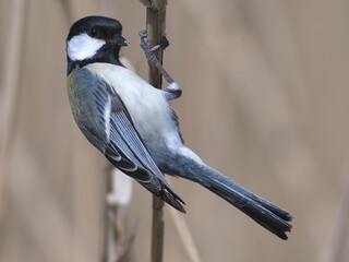 Obraz premium Great tit staying in the reeds of the swamp