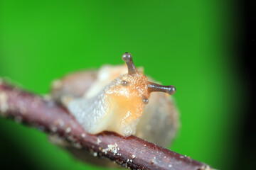 Snails crawling on branches, North China