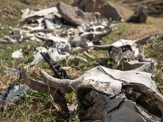 Many cow skulls lie on the ground.