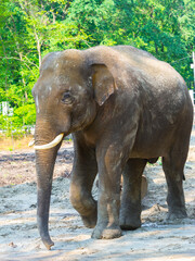 Young Asian elephant bull is walking in a foresty enclosure