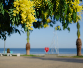mimosa on the background of the sea