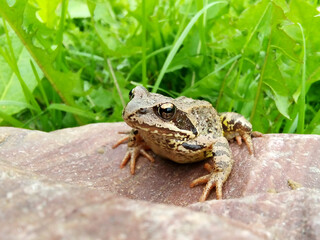 A brown frog sits on a rock against a background of light green grass.