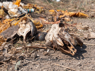 The skulls of animal sheep lie on the ground.