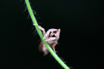 Moths on wild plants, North China