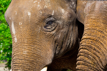 Face of a young Asian elephant bull