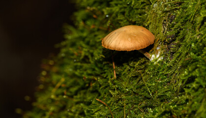 small orange brown mushroom growing from side of moss
