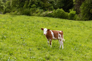 Fototapeta na wymiar Young Cow brown white spotted on lush grass field looking at camera.