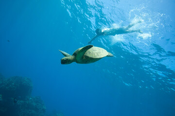 Snorkeling with a sea turtle in beautiful blue tropical water