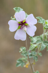 pink and white flowers