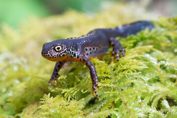 Ichthyosaura alpestris on moss
