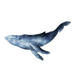 Watercolor whale isolated on white background. Realistic underwater animal art.