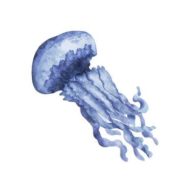Watercolor jellyfish isolated on white background