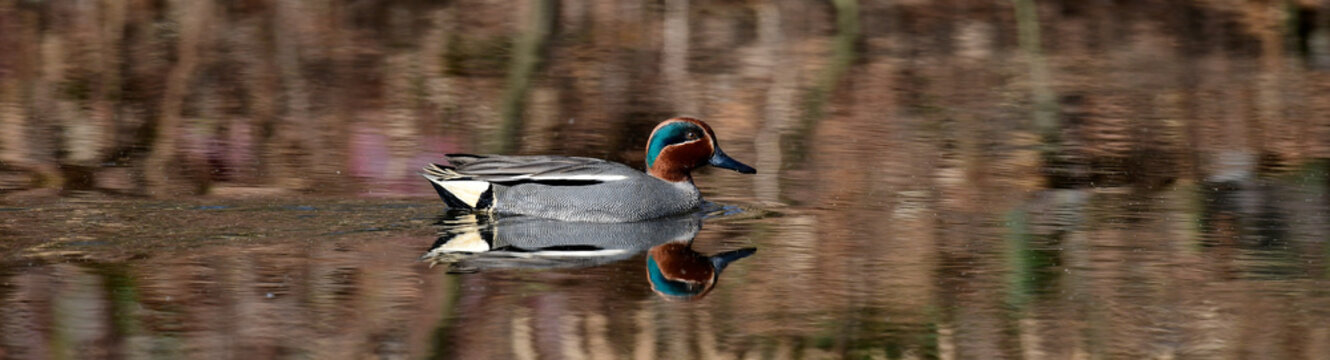Common teal, Eurasian teal // Krickente (Anas crecca)