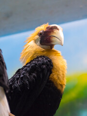 Male of Papuan or Blyth s hornbill