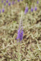 Veronica gray (Veronica incana) in the garden on a blurred background