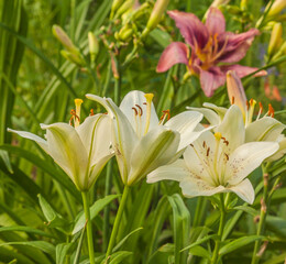 Blooming   Lilium and  hemerocallis  of flower beds