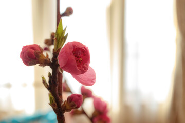 桃の節句 桃の生花