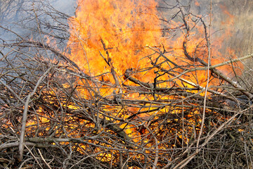 Obraz premium bonfire