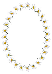 A frame of daisy flowers on a white background, the A4 format is vertical. Flowers, plants. Cover for a book or notepad. Pattern.