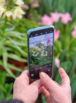  An elderly woman takes photos of bright spring flowers on her mobile phone.
